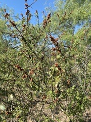 Rhus microphylla