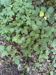 Toxicodendron rydbergii
