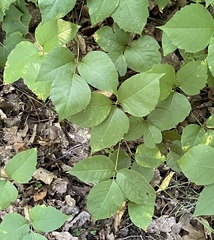 Toxicodendron rydbergii