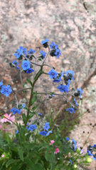 Cynoglossum amabile