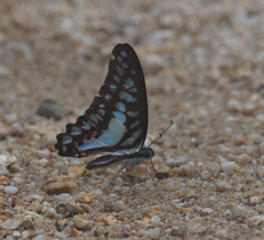 Graphium evemon