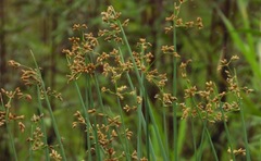 Schoenoplectus lacustris