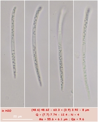 Coccomyces coronatus