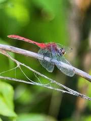 Sympetrum obtrusum
