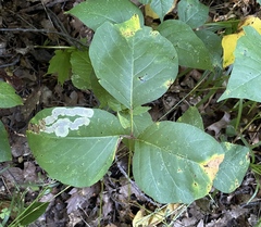 Toxicodendron rydbergii