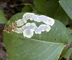 Cameraria guttifinitella