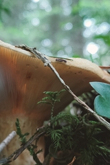 Lactarius