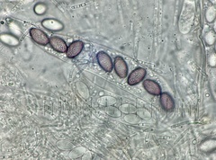 Ascobolus aglaosporus