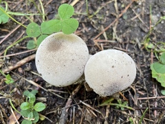 Lycoperdon perlatum