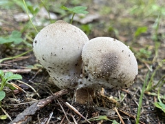 Lycoperdon perlatum