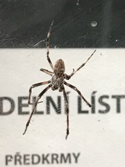 Larinioides sclopetarius