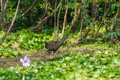 Zapornia flavirostra