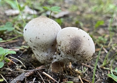 Lycoperdon perlatum