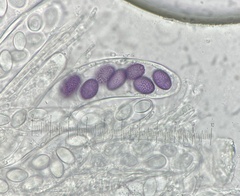 Ascobolus aglaosporus