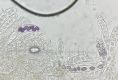 Ascobolus aglaosporus