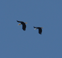 Rhyticeros undulatus