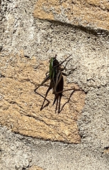 Metrioptera brachyptera