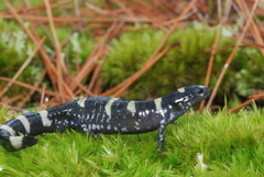 Ambystoma annulatum