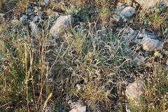 Convolvulus calvertii