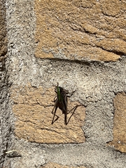 Metrioptera brachyptera