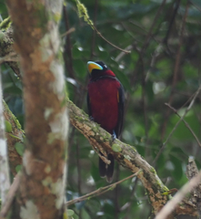 Cymbirhynchus macrorhynchos