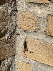 Metrioptera brachyptera