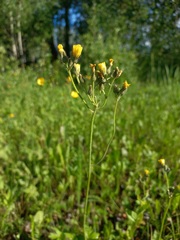 Pilosella novosibirskensis