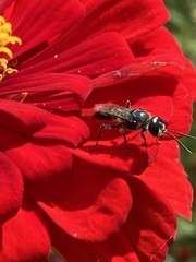 Astata