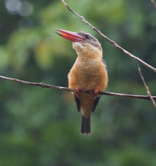 Pelargopsis capensis