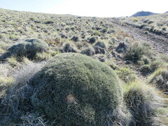 Anarthrophyllum desideratum