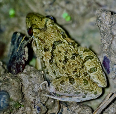 Fejervarya limnocharis