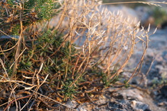 Iberis saxatilis