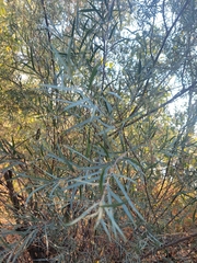 Salix exigua