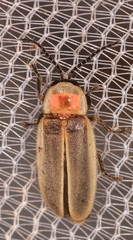 Photinus