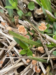Marasmius siccus