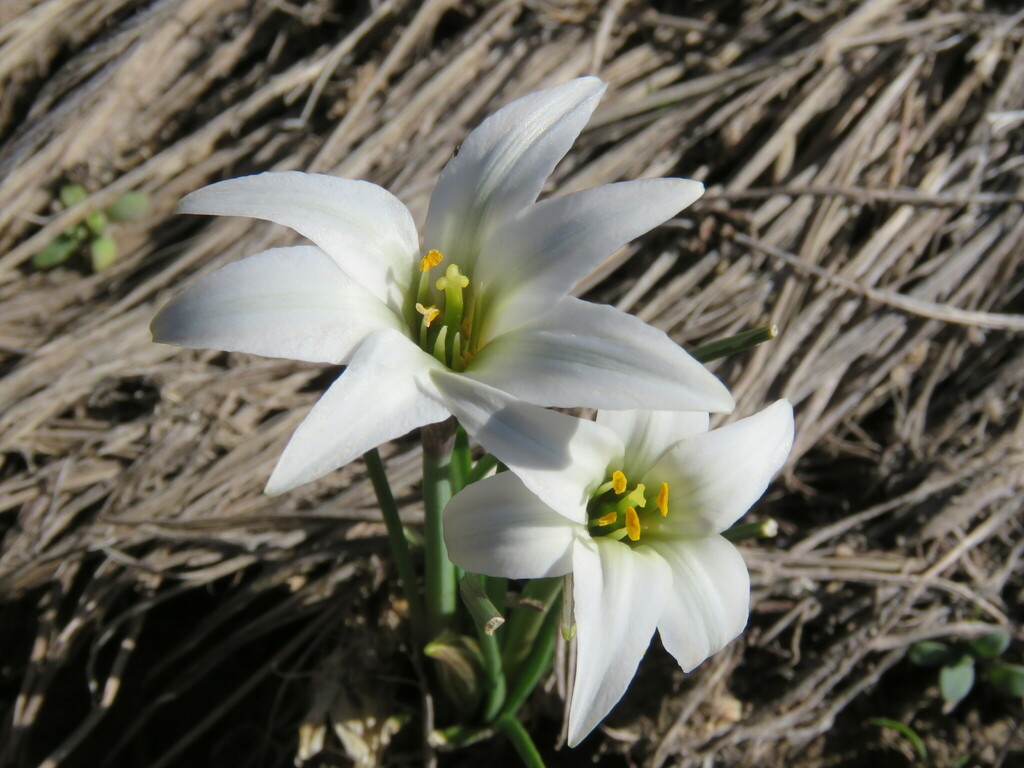 Tristagma patagonicum
