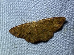Cosymbiini