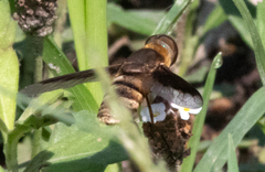 Exoprosopa brevirostris