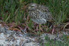 Burhinus capensis capensis