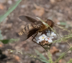 Exoprosopa brevirostris