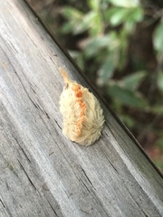 Megalopyge opercularis