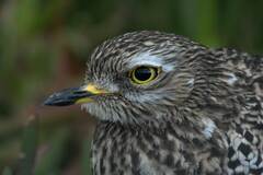 Burhinus capensis capensis