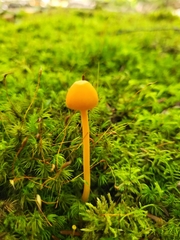 Entoloma quadratum