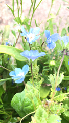 Nemophila menziesii
