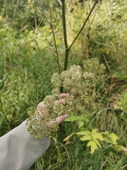 Angelica sylvestris