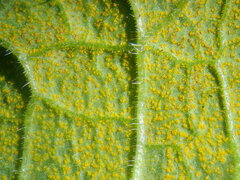 Pucciniastrum symphyti