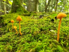 Entoloma quadratum