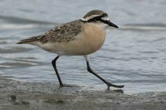 Charadrius pecuarius