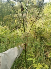Angelica sylvestris