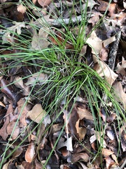 Carex planostachys